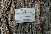 Panel on trunk of Gymnocladus dioicus, Metz botanical garden, Montigny les Metz, Moselle, France