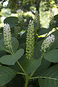 Phytolacca americana, Metz botanical garden, Montigny les Metz, Moselle, France