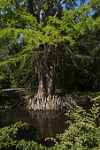 Taxodium distichum, Metz botanical garden, Montigny les Metz, Moselle, France
