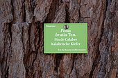 Pinus brutia, trunk, panel, Botanical Garden, Strasbourg, Bas-Rhin, France