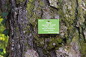 Pinus nigra nigra, trunk, panel, Botanical Garden, Strasbourg, Bas-Rhin, France