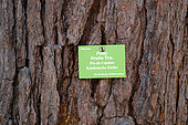 Pinus brutia, trunk, panel, Botanical Garden, Strasbourg, Bas-Rhin, France