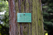 Chamaecyparis lawsoniana, trunk, panel, Botanical Garden, Strasbourg, Bas-Rhin, France