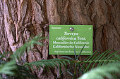 Torreya californica, trunk, panel, Botanical Garden, Strasbourg, Bas-Rhin, France