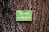 Cupressus × leylandii, trunk, panel, Botanical Garden, Strasbourg, Bas-Rhin, France