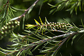 Callistemon linearis, Botanical Garden, Strasbourg, Bas-Rhin, France