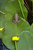 Pelophylax ridibundus on yellow water lily (Nuphar lutea) leaf, flower, Botanical Garden, Strasbourg, Bas-Rhin, France