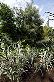 Arundo donax Variegata, pond, bell tower of Saint Maurice church, Botanical Garden, Strasbourg, Bas-Rhin, France