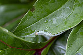Sawfly larva (Paratenthredo frauenfeldii) on peony leaf, garden, Belfort, Territoire de Belfort, France