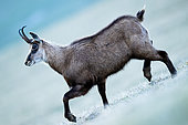Alpine Chamois (Rupicapra rupicapra) walking in the grass on the mountain. Alps, Austria.