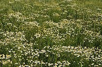 Roman chamomile (Chamaemelum nobile) flowers, for culinary, medicinal and cosmetic use. France