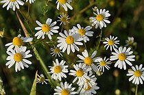 Roman chamomile (Chamaemelum nobile) flowers, for culinary, medicinal and cosmetic use. France