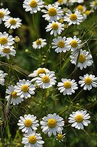 Roman chamomile (Chamaemelum nobile) flowers, for culinary, medicinal and cosmetic use. France