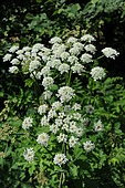 Hogweed. (Heracleum sphondylium) in bloom, height 50 cm to 2 m. All parts of the plant are edible. France