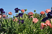 Oriental poppy (Papaver orientalis) and iris in bloom, France