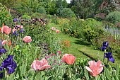 Oriental poppy (Papaver orientalis) and iris in a landscape garden, France