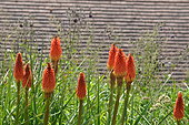 Torch Lily (Kniphofia uvaria grandiflora), flowers, France