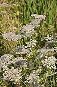 Wild carrot (Daucus carota) in bloom, France