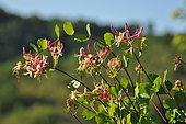 Periclymenum honeysuckle (Lonicera periclymenum) in bloom, shrubby liana, France