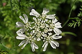 Orlaya (Orlaya grandiflora), flowers, Hardy and easy annual. Height 20 to 50 cm, full sun, blooms in May/June. France