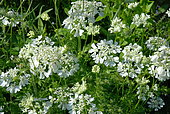 Orlaya (Orlaya grandiflora), flowers, Hardy and easy annual. Height 20 to 50 cm, full sun, blooms in May/June. France