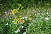 Massif de vivaces et annuelles avec Orlaya (Orlaya grandiflora) en association avec Coquelicot (Papaver rhoeas), Séneçon jacobée (Senecio jacobaea) et Oeillet de poète (Dianthus barbatus), France