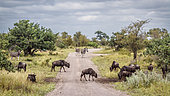 Small group of Blue wildebeest (Connochaetes taurinus) walking on safari gravel road in greater Kruger park, South Africa