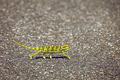 Flap-necked chameleon (Chamaeleo dilepis) walking on tar road in Greater Kruger National park, South Africa