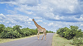 Giraffe (Giraffa camelopardalis) crossing safari road in Kruger National park, South Africa