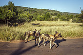 Two African wild dogs (Lycaon pictus) standing on safari road in Kruger National park, South Africa