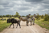 Plains zebrae (Equus quagga burchellii) and blue wildebeest (Connochaetes taurinus) on safari gravel road in Greater Kruger National park, South Africa