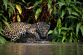 Hunting scene of a jaguar (Panthera onca) catching a yacare caiman (Caiman yacare) by the neck in Pantanal, Brazil