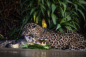 Hunting scene of a jaguar (Panthera onca) catching a yacare caiman (Caiman yacare) by the neck in Pantanal, Brazil