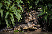 Hunting scene of a jaguar (Panthera onca) catching a yacare caiman (Caiman yacare) by the neck in Pantanal, Brazil