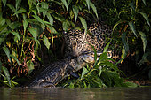 Hunting scene of a jaguar (Panthera onca) catching a yacare caiman (Caiman yacare) by the neck in Pantanal, Brazil