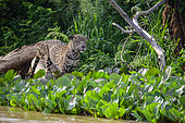 Jaguar (Panthera Onca) preparing to pounce on prey in the water hyacinths of the Pantanal, Brazil