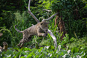Jaguar (Panthera Onca) jumping on prey in the water hyacinths of the Pantanal, Brazil