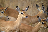 Young Impala (Aepyceros melampus) in Tarangire National Park, Tanzania