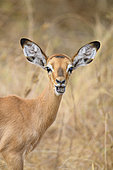 Young Impala (Aepyceros melampus) in Tarangire National Park, Tanzania
