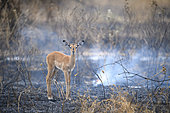 Young Impala (Aepyceros melampus) after fire in Tarangire National Park, Tanzania