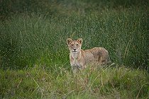 Young lion (Panthera leo) looking at the camera with green rushes in the background in Serengeti National Park, Tanzania