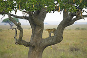 Leopard (Panthera pardus) standing on a sausage tree looking to the horizon for prey in the Serengeti, Tanzania