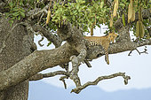 African leopard (Panthera pardus) sleeping in a sausage tree in the Serengeti, Tanzania