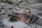 Hippopotamus (Hippopotamus amphibius) resting its head on the back of a fellow hippopotamus in the water in the Serengeti, Tanzania