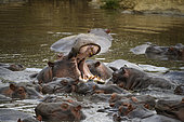Hippopotamus (Hippopotamus amphibius) opening its mouth among its fellow hippopotamuses in the water in the Serengeti, Tanzania