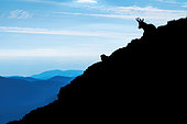 Alpine Chamois (Rupicapra rupicapra) resting on a rock high up in the mountain. Alps, Austria.