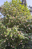 Camellia japonica 'Ave Maria' in bloom