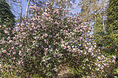 Camellia saluenensis 'First Flush', in bloom