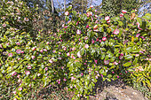 Camellia japonica 'Little Bo Peep', in bloom