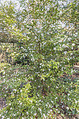 Camellia transnokoensis, in bloom